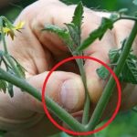 Пасинок це нерідний син у новій родині