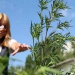 Коли цвіте амброзія в Україні: календар сезону за регіонами