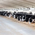 Кабмін затвердив нові форми для ввезення тварин і продукції