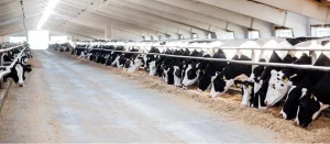 Кабмін затвердив нові форми для ввезення тварин і продукції