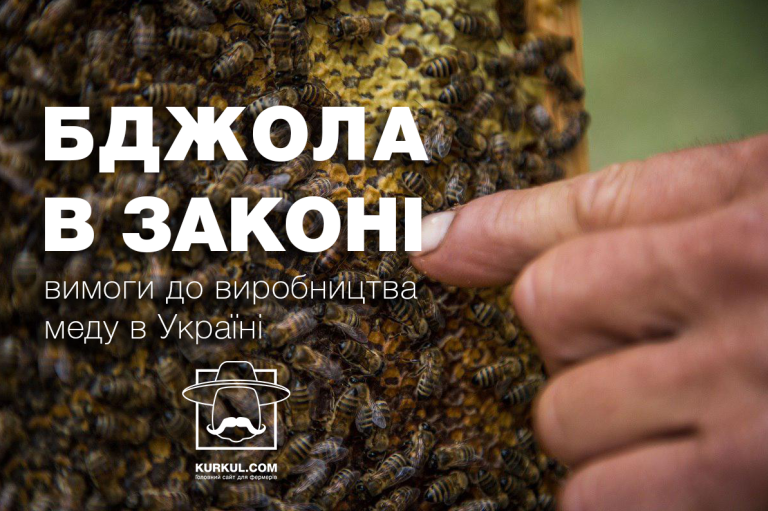 Закон про бджільництво: права, реєстрація і захист пасіки