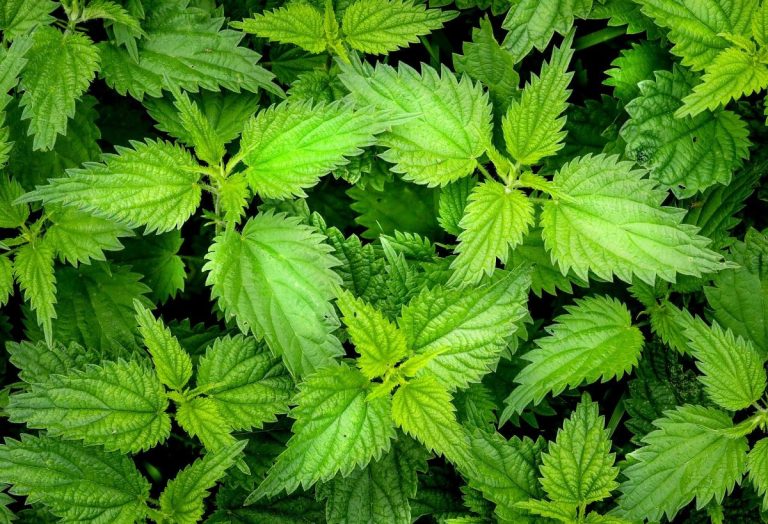 Кропива користь: що справді працює