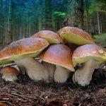 Березовий боровик часто лишають у лісі, хоча смак як у білого